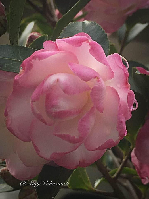 Camellia sansanqua 'Leslie Ann' Pink Flowering Camellia