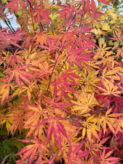 - Acer shirasawanum 'Bronze Age' Bronze Full Moon Japanese Maple - Mr Maple │ Buy Japanese Maple Trees
