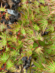 - Acer palmatum 'Ikandi' Japanese Maple - Mr Maple │ Buy Japanese Maple Trees