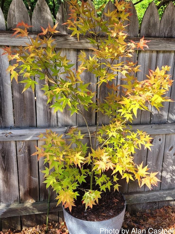 Buy Acer oliverianum 'Hot Blonde' Golden Japanese Maple — Mr Maple ...