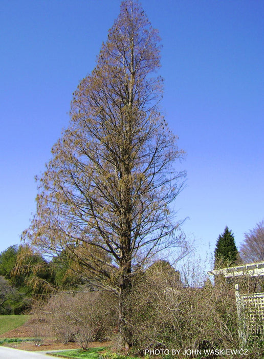 Taxodium distichum 'Prairie Sentinel' Narrow Bald Cypress