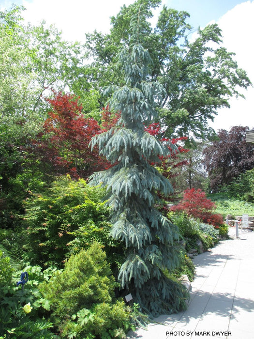 Picea engelmannii 'Bush's Lace' Rare Engelmann Spruce
