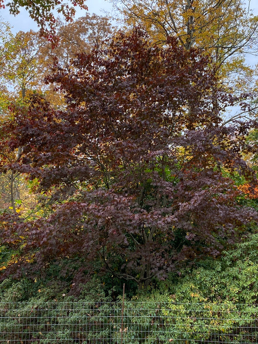 Acer palmatum 'Margaret Bee’ Japanese Maple
