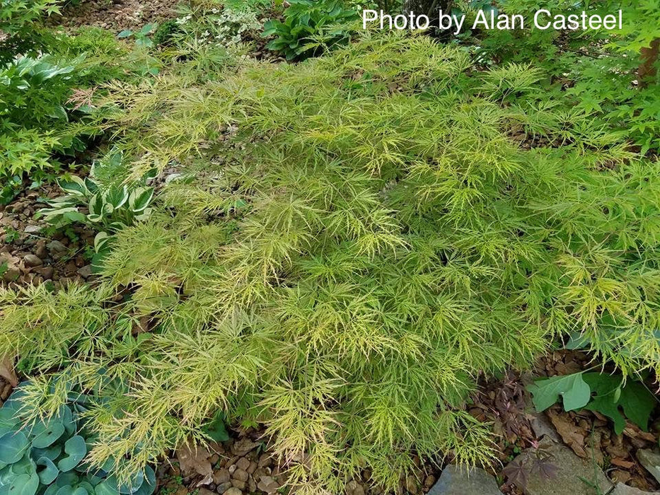 FOR PICKUP ONLY | Acer palmatum 'Otto's Dissectum' Weeping Japanese Maple | DOES NOT SHIP