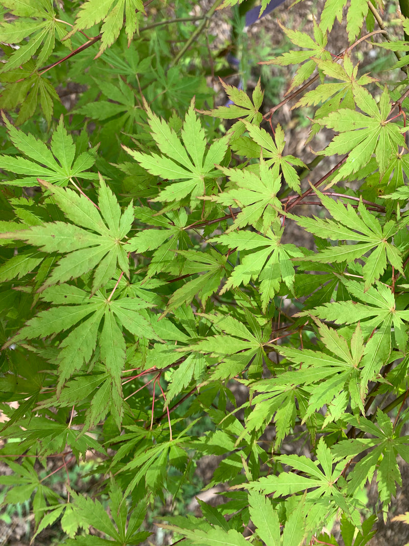 - Acer palmatum 'Fountain of Youth' Japanese Maple - Mr Maple │ Buy Japanese Maple Trees