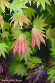 - Acer shirasawanum 'Moonrise™' Full Moon Japanese Maple - Mr Maple │ Buy Japanese Maple Trees