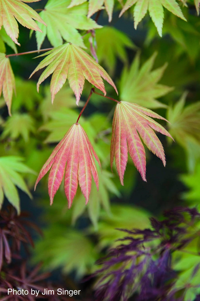 - Acer shirasawanum 'Moonrise™' Full Moon Japanese Maple - Mr Maple │ Buy Japanese Maple Trees
