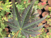 - Acer shirasawanum 'Bronze Age' Bronze Full Moon Japanese Maple - Mr Maple │ Buy Japanese Maple Trees