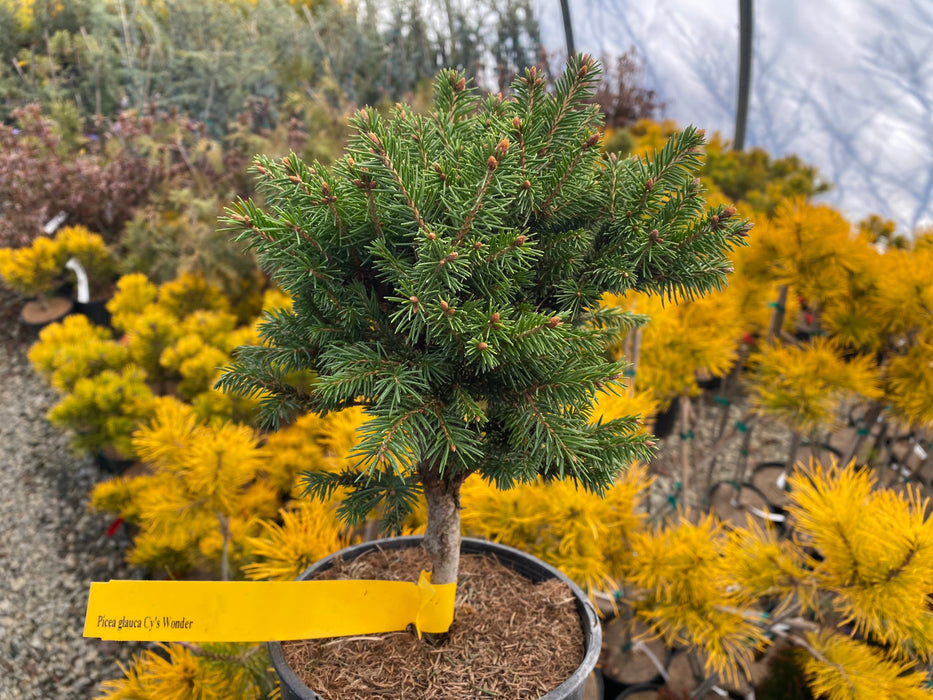 Picea glauca 'Cy’s Wonder' Dwarf White Spruce