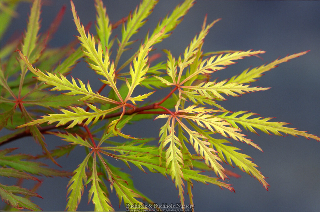Acer palmatum 'Sunset' Japanese Maple