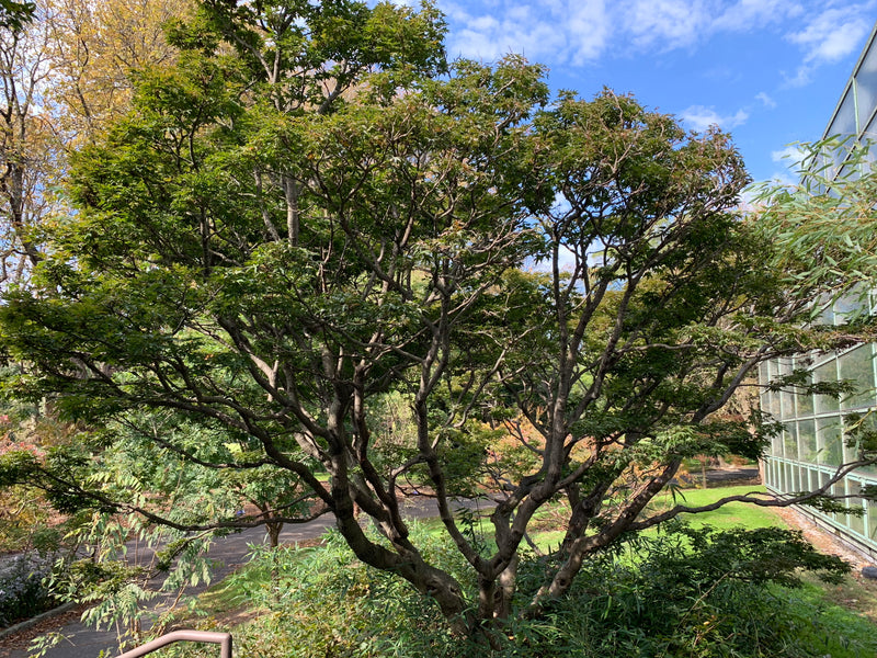 - Acer palmatum 'Shishigashira' Lion's Head Japanese Maple - Mr Maple │ Buy Japanese Maple Trees