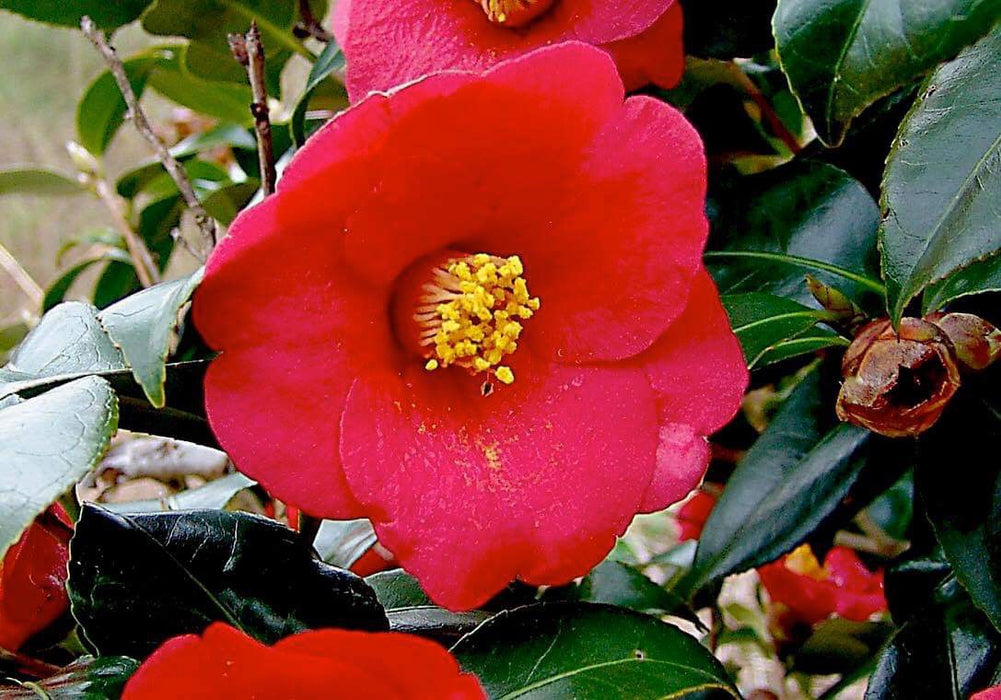 Camellia japonica 'Korean Fire' Red Flowering Zone 6 Cold Hardy Camellia