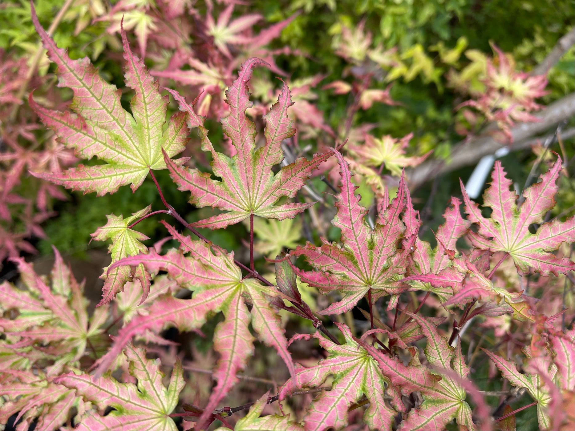 Buy Acer palmatum 'Firefly' Japanese Maple — Mr Maple │ Buy Japanese ...