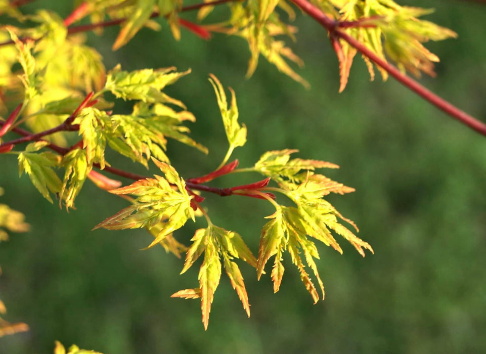 Acer palmatum 'Wabi bito' Japanese Maple