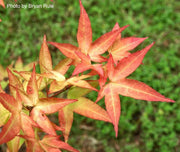 - Acer oliverianum 'Hot Blonde' Golden Japanese Maple - Mr Maple │ Buy Japanese Maple Trees