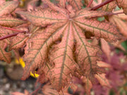 - Acer palmatum 'Nebula' Variegated Japanese Maple - Mr Maple │ Buy Japanese Maple Trees
