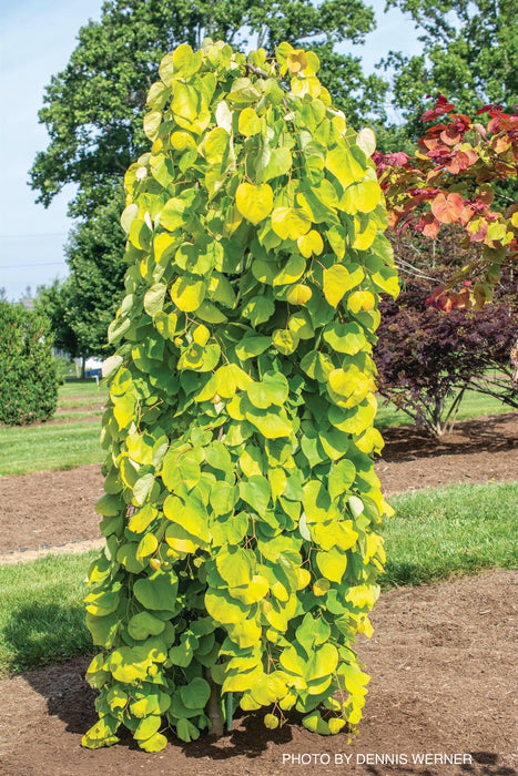 Cercis canadensis ‘NC2015-12’ Golden Falls® Weeping Redbud