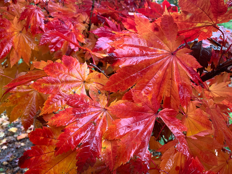 - Acer japonicum 'Vitifolium' Large Leaf Full Moon Japanese Maple - Mr Maple │ Buy Japanese Maple Trees
