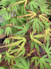 - Acer palmatum 'Green Strap' Rare Japanese Maple - Mr Maple │ Buy Japanese Maple Trees
