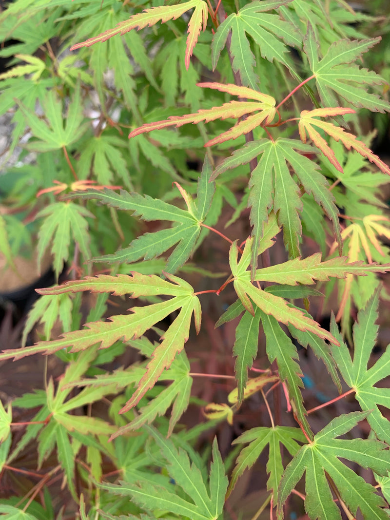 - Acer palmatum 'Green Strap' Rare Japanese Maple - Mr Maple │ Buy Japanese Maple Trees