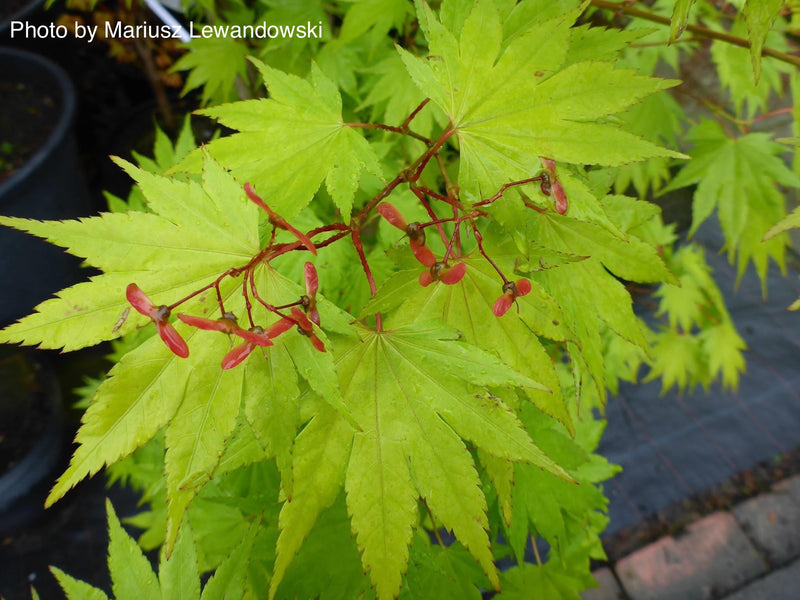 - Acer shirasawanum 'Jordan' Golden Full Moon Japanese Maple - Mr Maple │ Buy Japanese Maple Trees