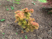 - Acer palmatum 'Mystic Mikawa' Miniature Japanese Maple - Mr Maple │ Buy Japanese Maple Trees
