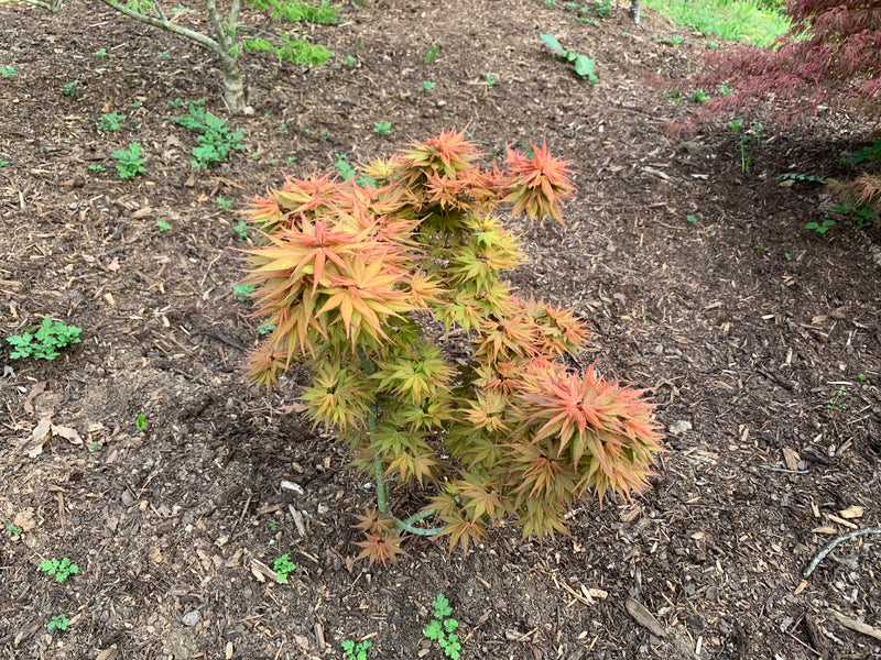 - Acer palmatum 'Mystic Mikawa' Miniature Japanese Maple - Mr Maple │ Buy Japanese Maple Trees