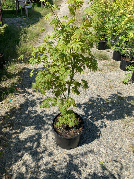 Acer palmatum 'Hitode' Starfish Japanese Maple