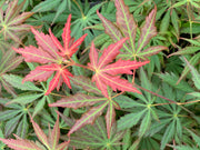 - Acer shirasawanum 'Bronze Age' Bronze Full Moon Japanese Maple - Mr Maple │ Buy Japanese Maple Trees