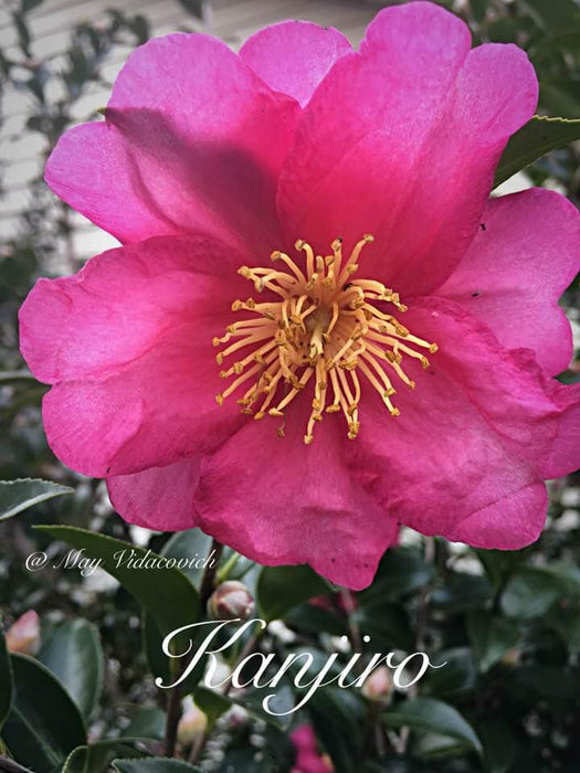 Camellia sasanqua 'Kanjiro' Pink Flowering Camellia