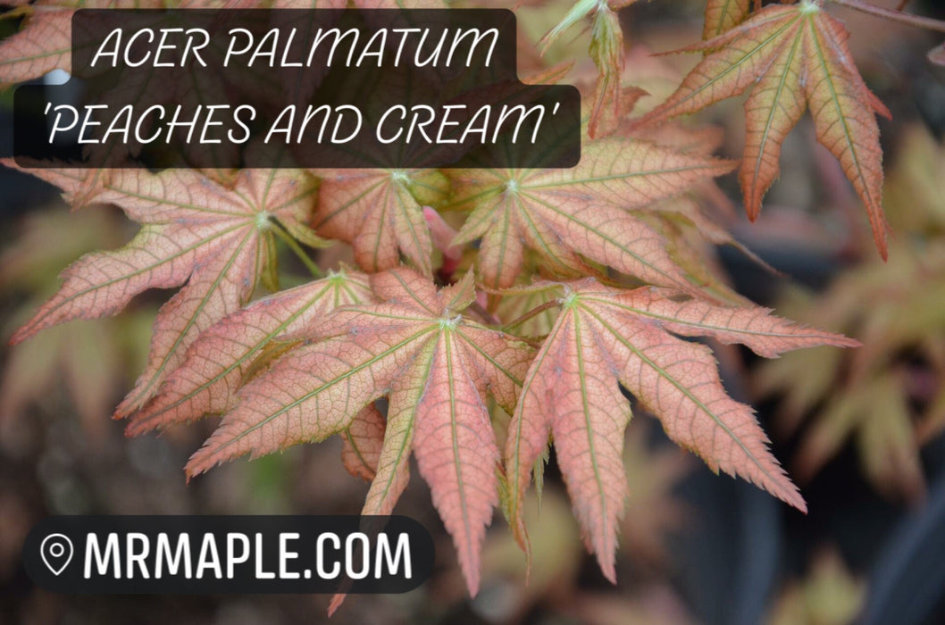Acer palmatum 'Peaches and Cream' Japanese Maple