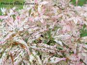 - Acer palmatum 'Ukigumo' Floating Clouds Japanese Maple - Mr Maple │ Buy Japanese Maple Trees