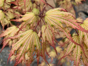 - Acer palmatum 'Firefly' Japanese Maple - Mr Maple │ Buy Japanese Maple Trees