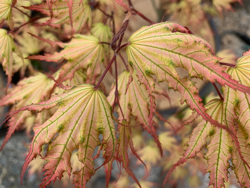 - Acer palmatum 'Firefly' Japanese Maple - Mr Maple │ Buy Japanese Maple Trees