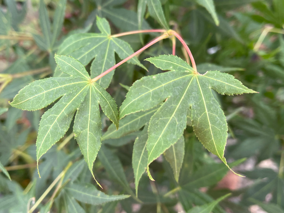 Acer palmatum 'Korean Gem' Japanese Maple