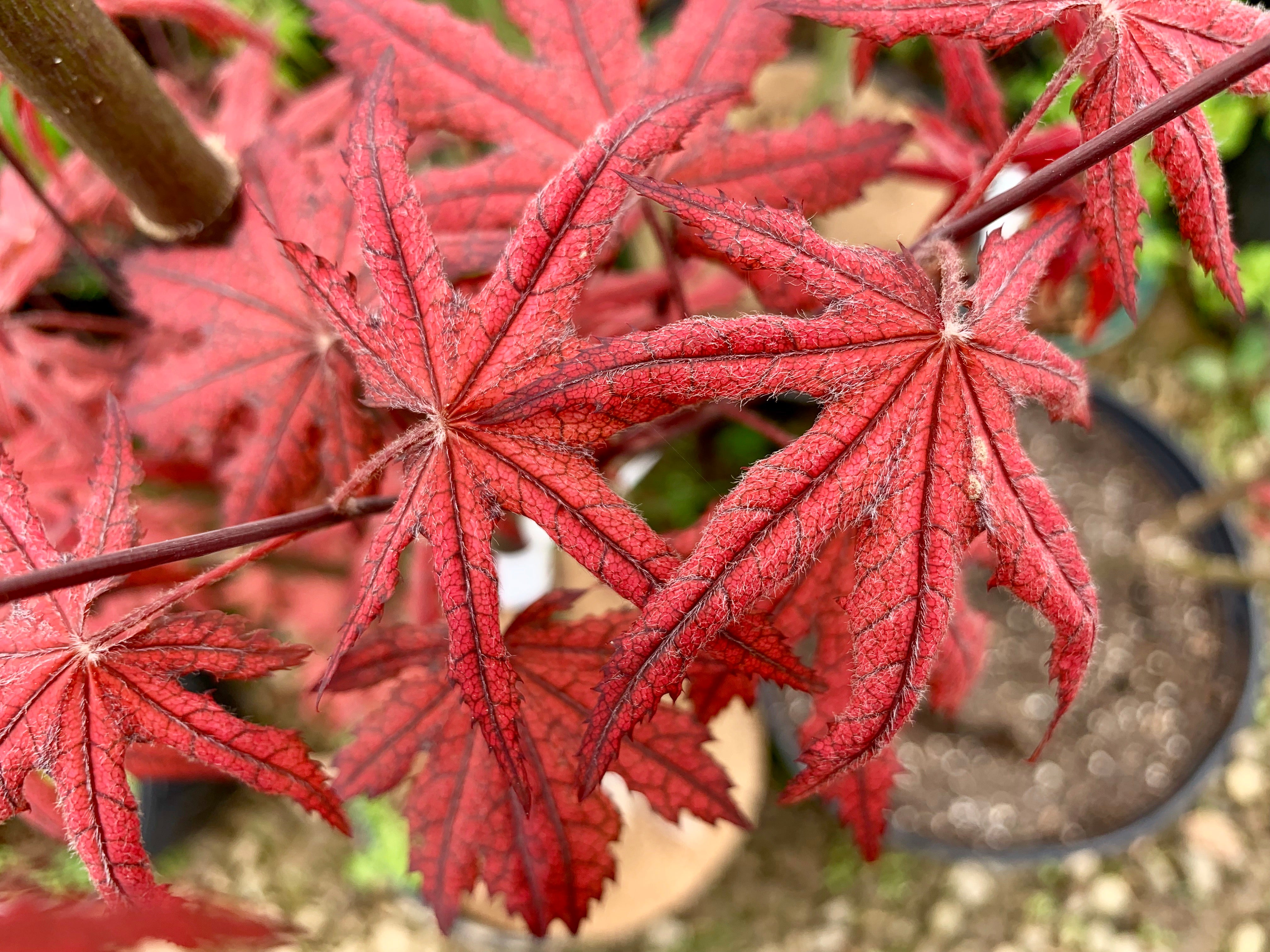Buy Acer palmatum 'Frosted Purple' Japanese Maple — Mr Maple
