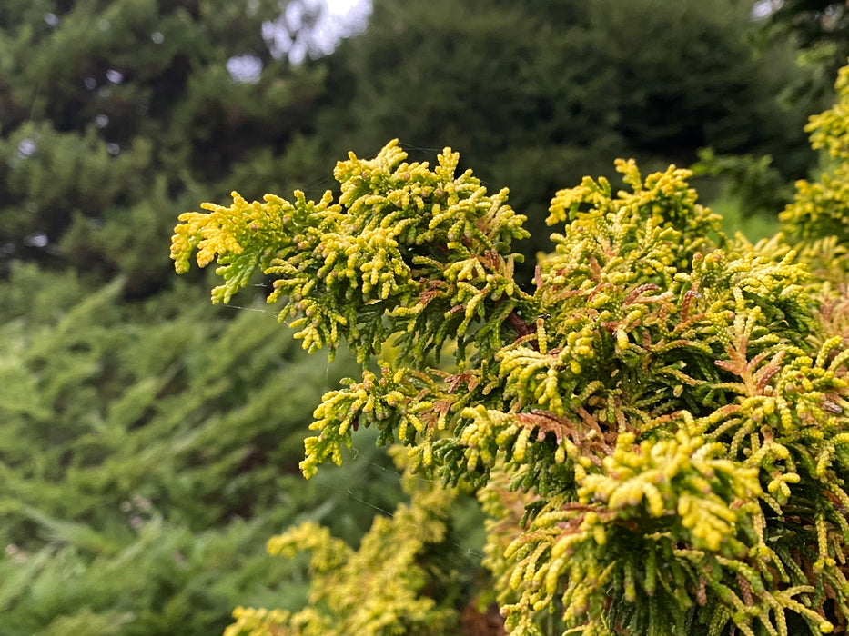 Chamaecyparis obtusa 'Kamaeni hiba’ Golden Hinoki Cypress