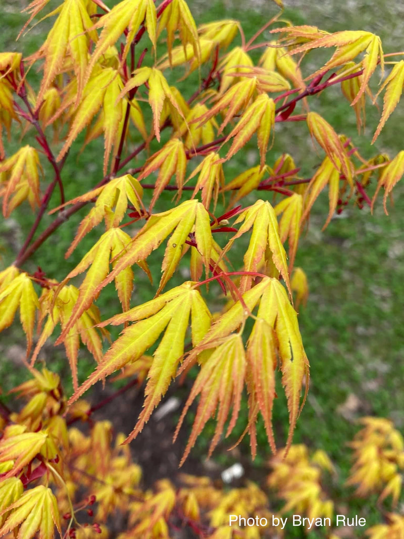 - Acer palmatum 'Alan's Gold' Pinebark Japanese Maple - Mr Maple │ Buy Japanese Maple Trees