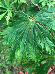 - Acer japonicum 'Mai kujaku' Dancing Peacock Japanese Maple - Mr Maple │ Buy Japanese Maple Trees