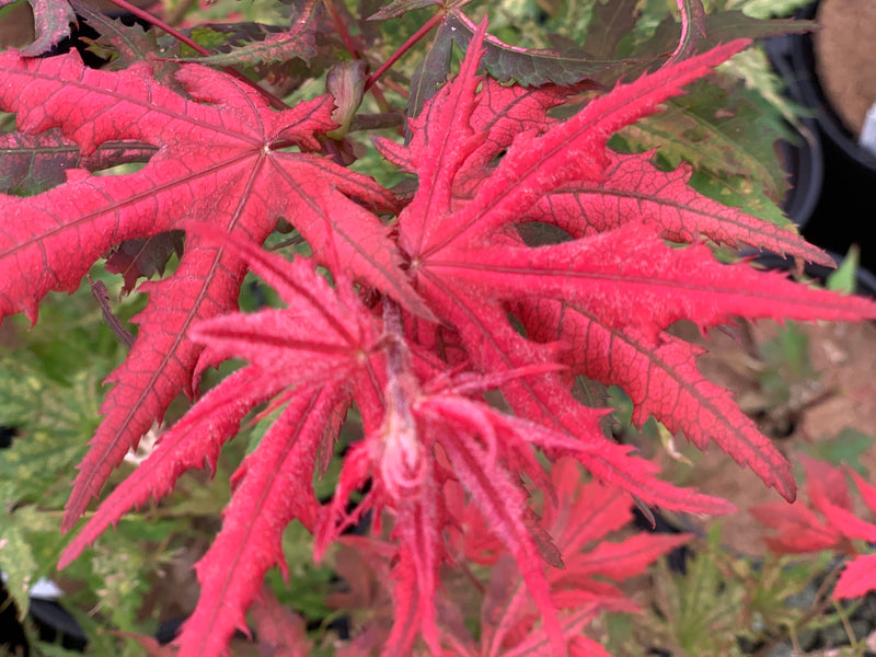 - Acer palmatum 'Celebration' Japanese Maple - Mr Maple │ Buy Japanese Maple Trees