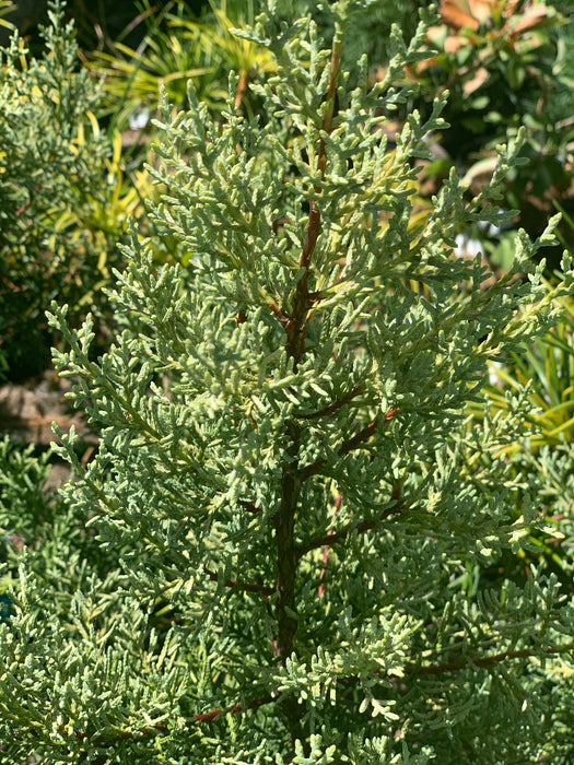 Cupressus arizonica 'Sulphurea' Golden Arizona Cypress