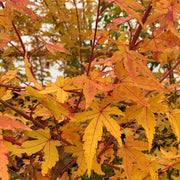 - Acer palmatum 'Wildfire' Coral bark Winter Interest Japanese Maple - Mr Maple │ Buy Japanese Maple Trees