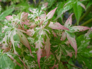 - Acer palmatum 'Ilarian' Japanese Maple - Mr Maple │ Buy Japanese Maple Trees