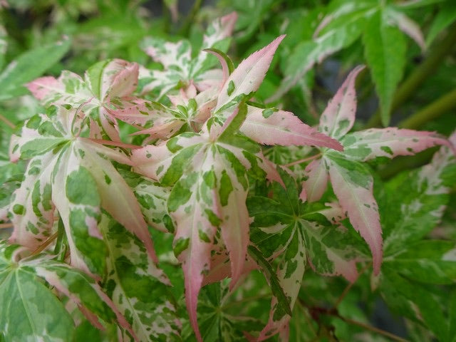 - Acer palmatum 'Ilarian' Japanese Maple - Mr Maple │ Buy Japanese Maple Trees
