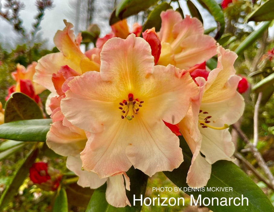 Rhododendron 'Horizon Monarch' Yellow Blooms