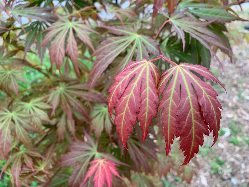 - Acer shirasawanum 'Bronze Age' Bronze Full Moon Japanese Maple - Mr Maple │ Buy Japanese Maple Trees