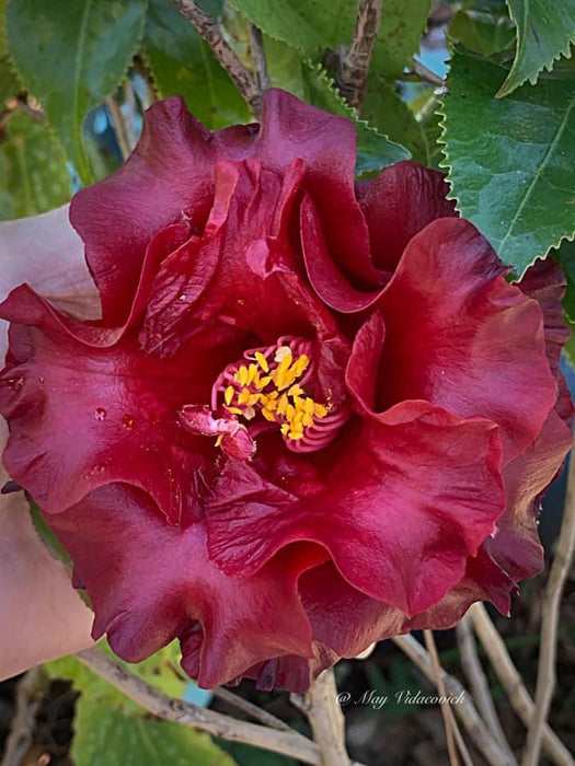 Camellia japonica 'Black Magic' Red Flowering Camellia