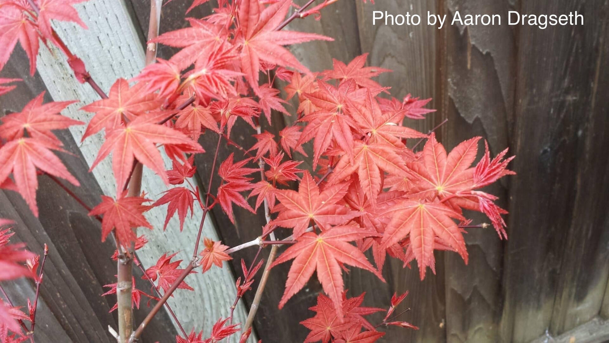 FOR PICKUP ONLY | Acer palmatum 'Shin deshojo' Red Japanese Maple | DOES NOT SHIP