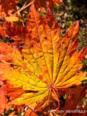 - Acer japonicum 'Yama kage' Mountain Shadows Full Moon Japanese Maple - Mr Maple │ Buy Japanese Maple Trees