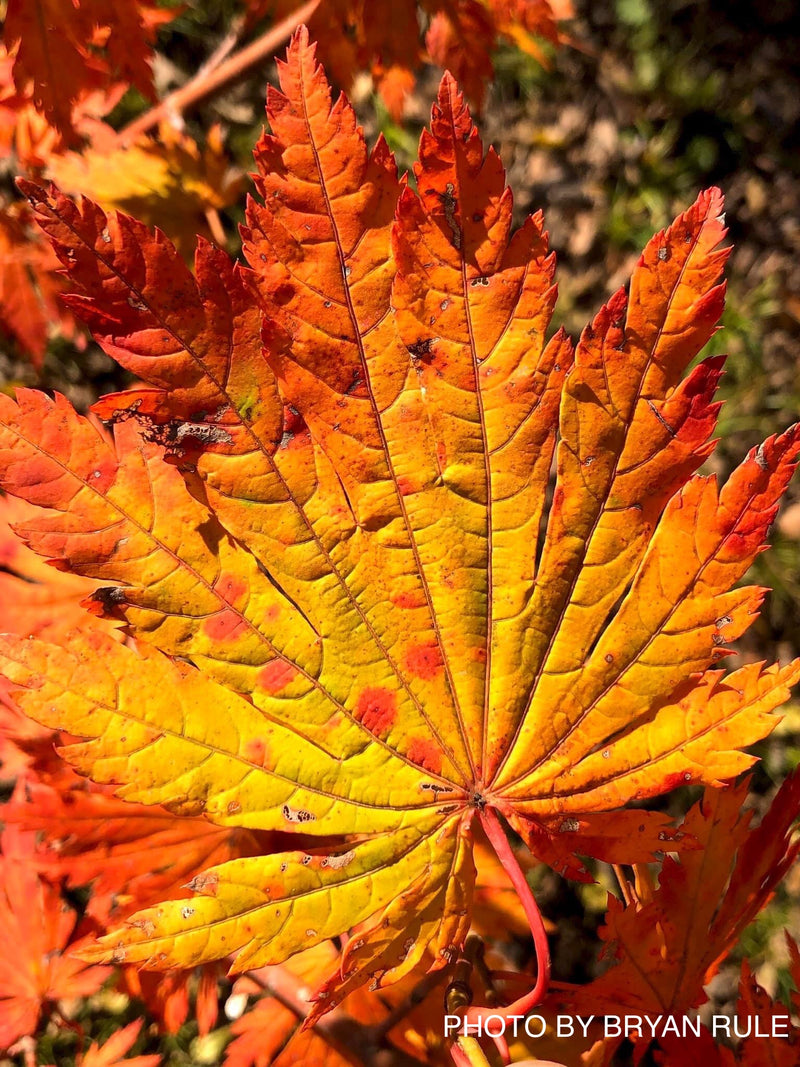 - Acer japonicum 'Yama kage' Mountain Shadows Full Moon Japanese Maple - Mr Maple │ Buy Japanese Maple Trees